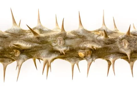 Crown of Thorns Stock Photos