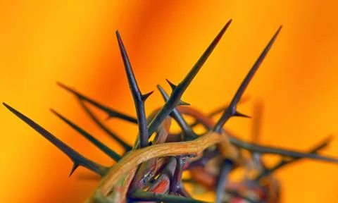 Crown of thorns Stock Photos