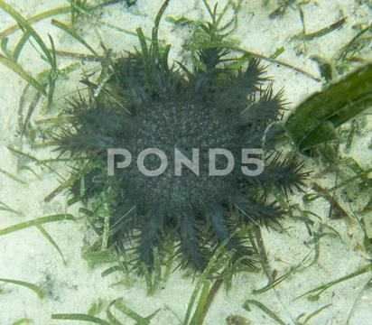 Crown of thorns Stock Photos