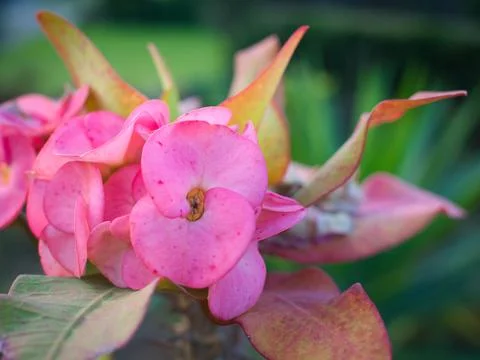 Crown of Thorns Stock Photos