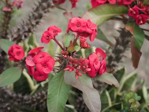 Crown of Thorns Stock Photos