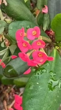 Crown of Thorns Stock Photos
