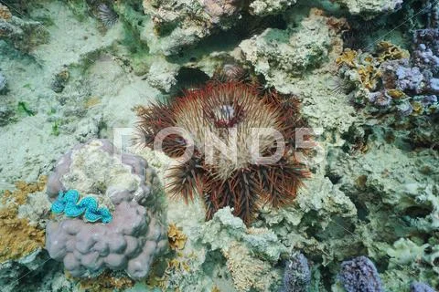 Crown-of-thorns sea star Acanthaster planci Stock Photos