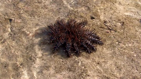 Crown-of-thorns seastar, Acanthaster planci, slowly moving on the sea floor Stock Footage 106500158