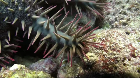 Crown of thorns seastar Stock Footage 33531781