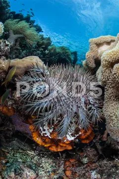 Crown of Thorns Seastar Stock Photos