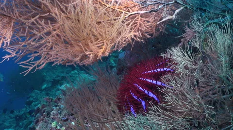 Crown of thorns starfish - Acanthaster eating coral 스톡 동영상 61103854