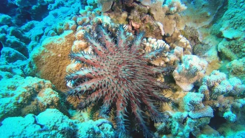 CROWN-OF-THORNS STARFISH, Acanthaster planci, HAWAII. Stock Footage 142546679