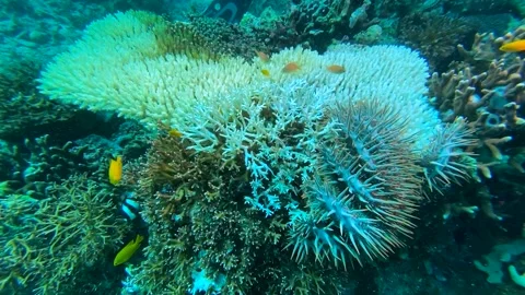 Crown Of Thorns Starfish (Acanthaster planci) Killing A Coral Reef Clip0048 Video stock 243715347