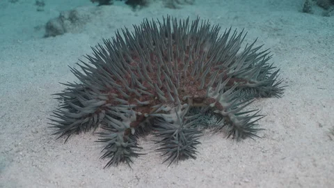 Crown-of-Thorns Starfish (Acanthaster planci), Underwater Macro. Stock Footage 336946587