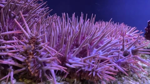 Crown of Thorns Starfish Acanthaster planci Crawling on Aquarium Seafloor Stock-Footage 346984827