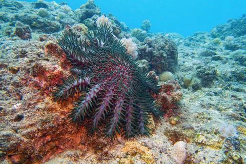 Crown of thorns starfish - Acanthaster planci - the world largest starfish ,  Фото