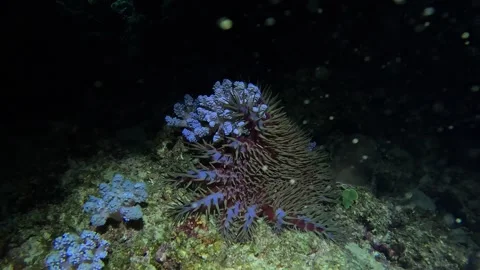 A crown of thorns starfish devours a coral branch under the moonlight Stock Footage 276929533