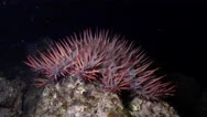 Crown Of Thorns Starfish Eating Coral - Acanthaster Planci, Red Sea Stock Footage