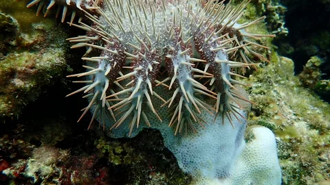 Crown of thorns starfish feeds on corals Stock Footage 132596960