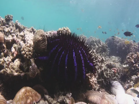 Crown of thorns starfish Stock Footage 77331697