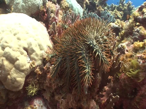 Crown of Thorns Starfish Stock Footage 98475881
