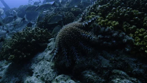 Crown-of-thorns starfish moving on a rock and devouring it Stock Footage 303385837