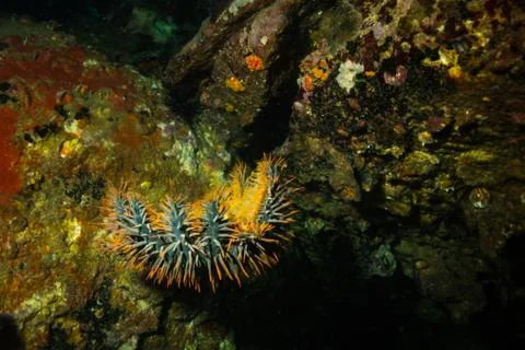 Crown-of-thorns starfish Stock Photos