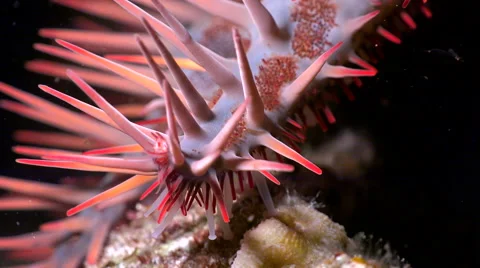 Crown of thorns starfish tentacle - Acanthaster Planci, Red Sea, macro shot Stock Footage 61115338