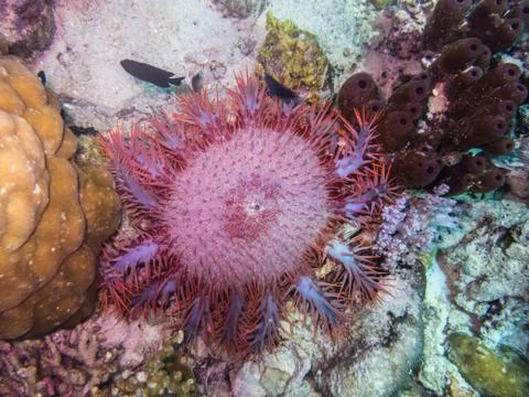 Crown thorns starfish view Stock Photos