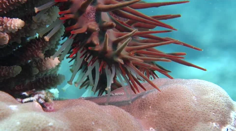 Crown of thorns starfish walking, Acanthaster planci, HD, UP19128 Stock Footage 62237647