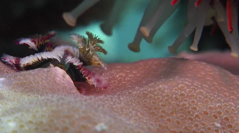 Crown of thorns starfish walking, Acanthaster planci, HD, UP19129 Stock Footage 62237668