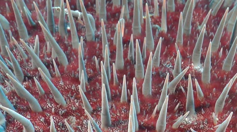 Crown of thorns starfish walking, Acanthaster planci, HD, UP20977 Stock Footage 62252432