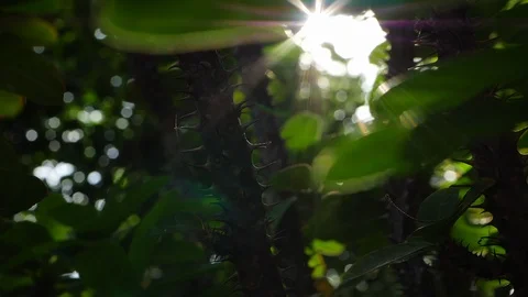 Crown Of Thorns tree in nature with prickly spiny sharp Stock Footage 94431498