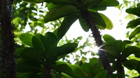Crown Of Thorns tree in nature with prickly spiny sharp Stock Footage 99122427