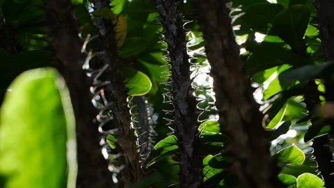Crown Of Thorns tree in nature with prickly spiny sharp Stock Footage 109491360