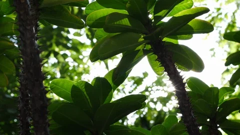 Crown Of Thorns tree in nature with prickly spiny sharp Stock Footage 113896441