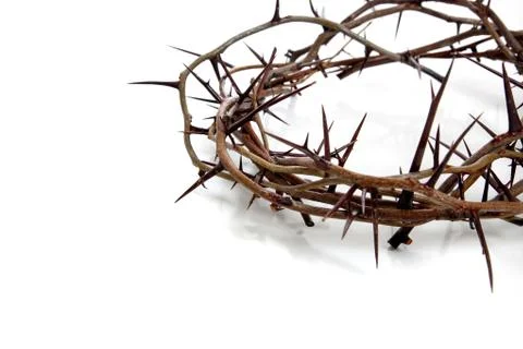 Crown of thorns on a white background Stock Photos