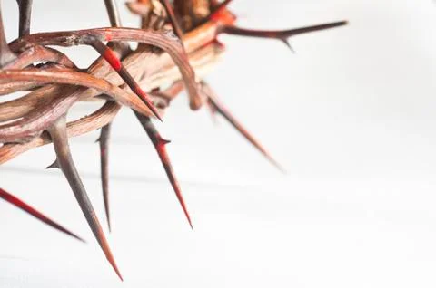 Crown of thorns on a white background Фото