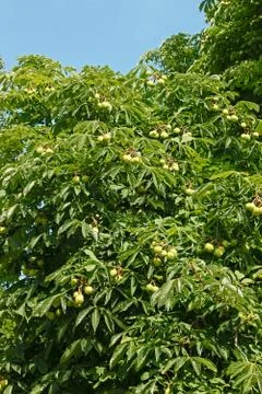 Crown top of Chestnut tree Stock Photos