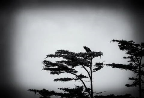 Crown on the top of a tree Stock Photos