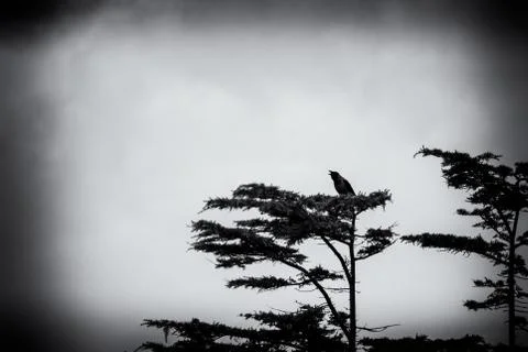 Crown on the top of a tree Stock Photos