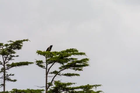 Crown on the top of a tree Stock Photos