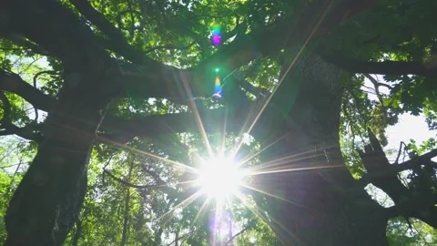 Crown of a tree 4K25p Stock Footage 165900811