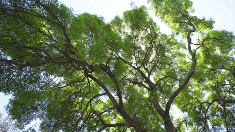 Crown of tree against the background of the sky covered with thin cloudy shroud Video stock 148457120