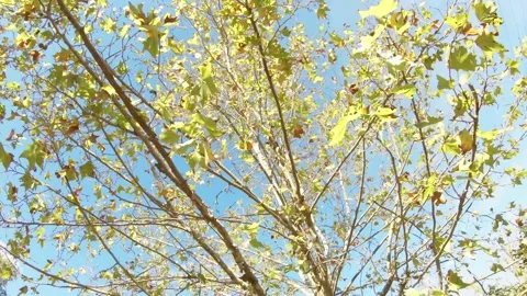 Crown of tree against blue sky on sunny day, first person view Stock-Footage 164651753
