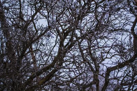 Crown of the tree against the sky, branches, cloudy weather Stock Photos