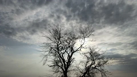 Crown of a tree against the sky Stock Footage 142226164