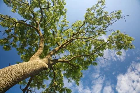 Crown of the tree and blue cloudy sky Stock Photos