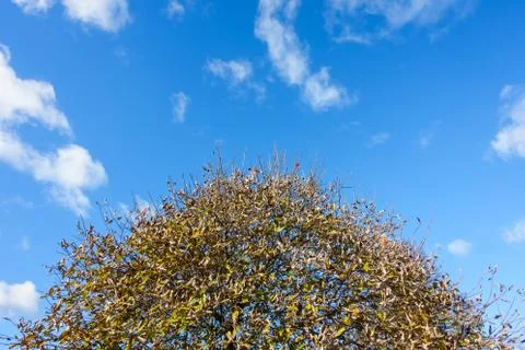 Crown of a Tree in Autumn Stock Photos