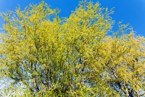 Crown tree in bloom Stock Photos