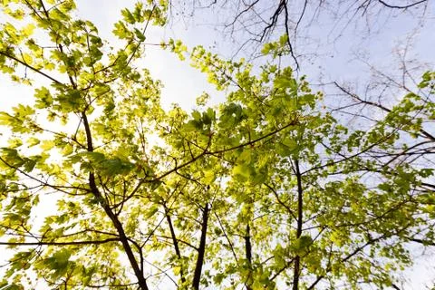Crown tree in bloom Stock Photos