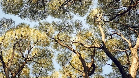 CROWN TREE IN THE BLUE SKY. HD, 1920x1080, slow motion Stock Footage 104410761