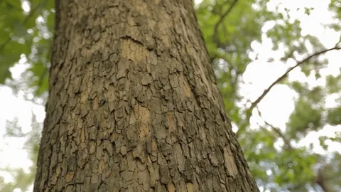 Crown of the tree bottom view, large tree with forked branches, old large tree Stock Footage 102304743