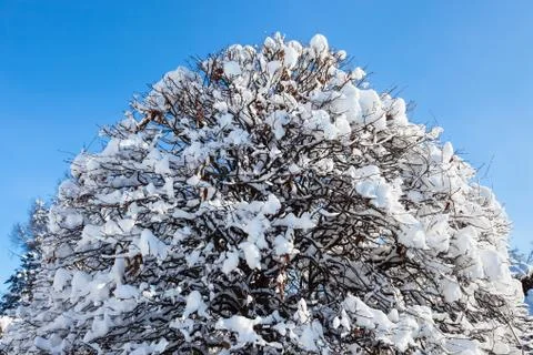 Crown of a tree covered with hard snow Stock-Fotos